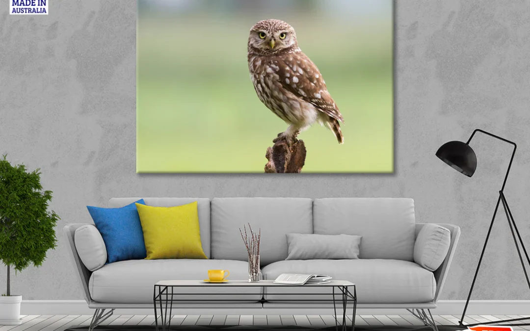 Little Owl Resting on A Branch Print 100% Australian Made