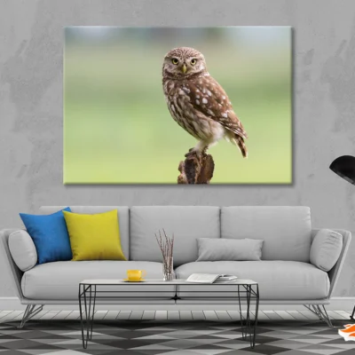 Little Owl Resting on A Branch Print 100% Australian Made