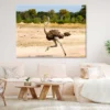 Ostrich Running View Photograph Print 100% Australian Made