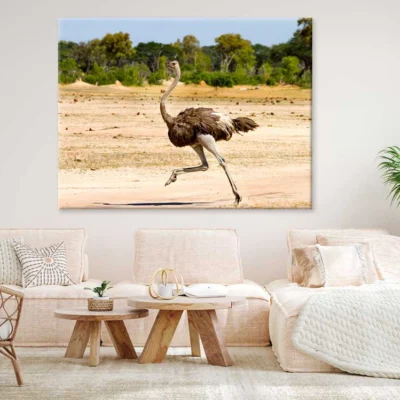 Ostrich Running View Photograph Print 100% Australian Made