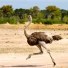 Ostrich Running View Photograph Print 100% Australian Made - Image 3