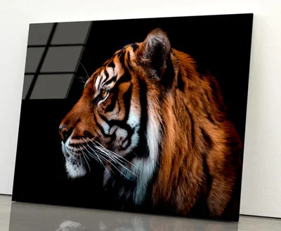 View Of Sumatran Tiger Black Background Acrylic Glass Print Tempered Glass Wall Art 100% Made in Australia Ready to Hang