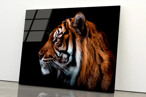 View Of Sumatran Tiger Black Background Acrylic Glass Print Tempered Glass Wall Art 100% Made in Australia Ready to Hang