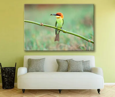 Bella Home Chestnut Headed Bee Eater Bird Print Canvas Ready to hang