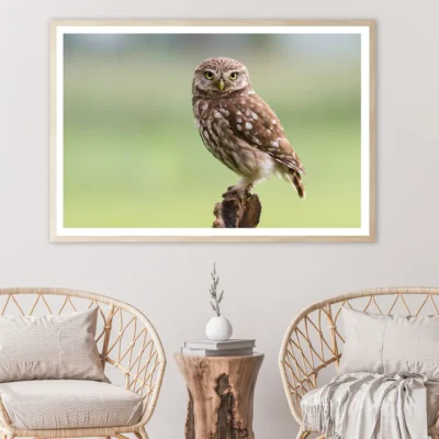 Little Owl Resting on A Branch Home Decor Premium Quality Poster Print Choose Your Sizes