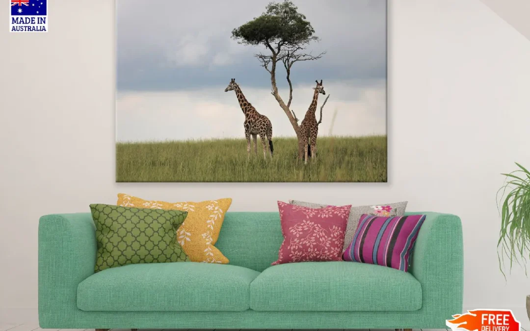 Giraffes Under Tree Photograph Print 100% Australian Made