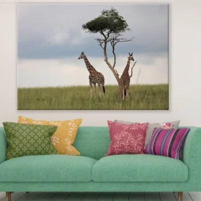 Giraffes Under Tree Photograph Print 100% Australian Made