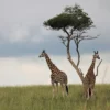 Giraffes Under Tree Photograph Print 100% Australian Made - Image 3
