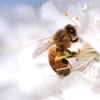 Bee on Flower Macro Photograph Print 100% Australian Made - Image 3