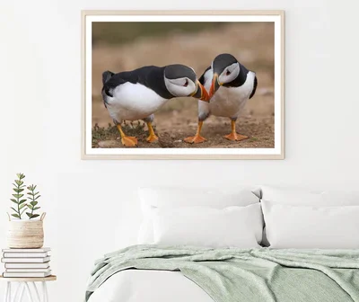 Atlantic Puffin Cliffs of Skomer Island Home Decor Premium Quality Poster Print Choose Your Sizes