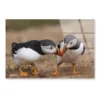 Atlantic Puffin Cliffs of Skomer Island Acrylic Glass Print Tempered Glass Wall Art 100% Made in Australia Ready to Hang - Image 4