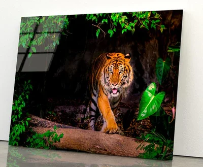 The Siberian Tiger & Forest View Acrylic Glass Print Tempered Glass Wall Art 100% Made in Australia Ready to Hang