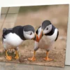 Atlantic Puffin Cliffs of Skomer Island Acrylic Glass Print Tempered Glass Wall Art 100% Made in Australia Ready to Hang