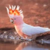 Orange Cockatoo Bird Near Water Print 100% Australian Made - Image 3