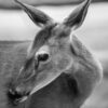 Deer Face B&W View Photograph Print 100% Australian Made - Image 3