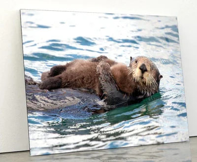 Watchful And Protective Sea Acrylic Glass Print Tempered Glass Wall Art 100% Made in Australia Ready to Hang