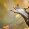 Squirrel on Tree Closeup View Photograph Print 100% Australian Made - Image 3
