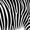 Black And White Zebra Pattern Print 100% Australian Made - Image 4
