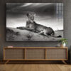 Lioness on Sand B&W Print Tempered Glass Wall Art 100% Made in Austra - Image 2