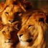 Bella Home Lion Family Closeup Photograph Print Canvas Ready to hang - Image 3