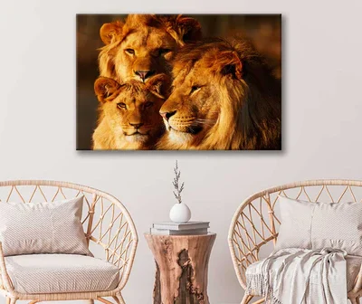 Bella Home Lion Family Closeup Photograph Print Canvas Ready to hang