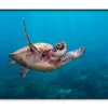Turtle Swimming in The Ocean Home Decor Premium Quality Poster Print Choose Your Sizes - Image 3