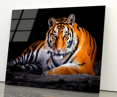 Closeup Of Siberian Tiger Acrylic Glass Print Tempered Glass Wall Art 100% Made in Australia Ready to Hang