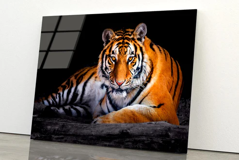 Closeup Of Siberian Tiger Acrylic Glass Print Tempered Glass Wall Art 100% Made in Australia Ready to Hang