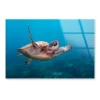 Turtle Swimming in The Ocean Acrylic Glass Print Tempered Glass Wall Art 100% Made in Australia Ready to Hang - Image 4