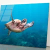 Turtle Swimming in The Ocean Acrylic Glass Print Tempered Glass Wall Art 100% Made in Australia Ready to Hang