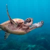 Turtle Swimming in The Ocean Home Decor Premium Quality Poster Print Choose Your Sizes - Image 4