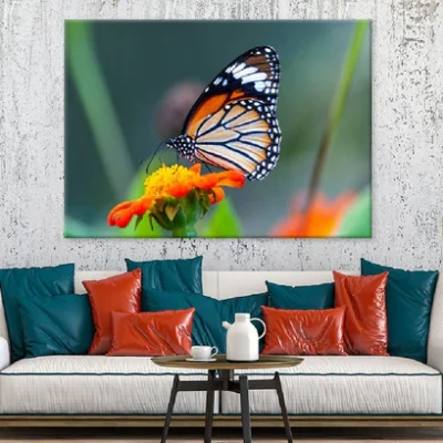 Butterfly on Orange Flower View Photograph Print 100% Australian Made