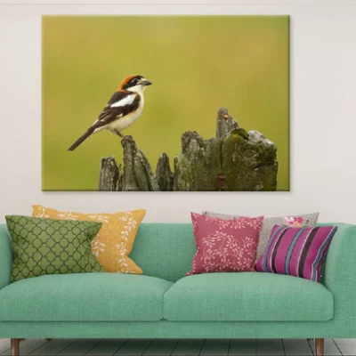 Red Headed Shrike Bird on Wood Photograph Print 100% Australian Made