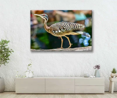 Bella Home Brown & White Eurypyga Helias Bird Print Canvas Ready to hang