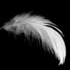 White Feather Closeup B&W View Photograph Print 100% Australian Made - Image 3