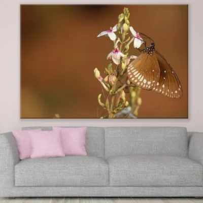 Butterfly with Flowers Closeup Photograph Print 100% Australian Made