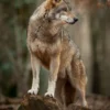 Wolf Closeup Photograph Print 100% Australian Made - Image 2