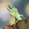 Chameleons Reptile Closeup View Photograph Print 100% Australian Made - Image 3