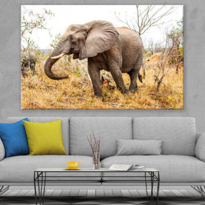 Elephant in Forest Closeup Photograph Print 100% Australian Made