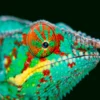 Chameleon Closeup View Photograph Home Decor Premium Quality Poster Print Choose Your Sizes - Image 3