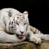 White Tiger Closeup Photograph Home Decor Premium Quality Poster Print Choose Your Sizes - Image 2