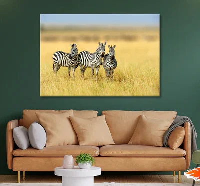 Herd of Zebras on Long Grass Land Print 100% Australian Made