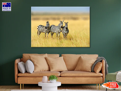 Herd of Zebras on Long Grass Land Print 100% Australian Made