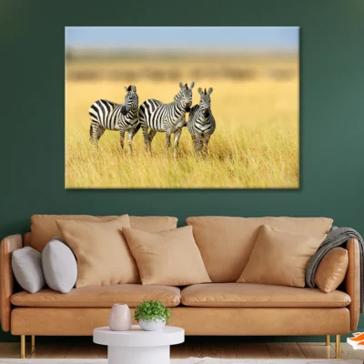Herd of Zebras on Long Grass Land Print 100% Australian Made