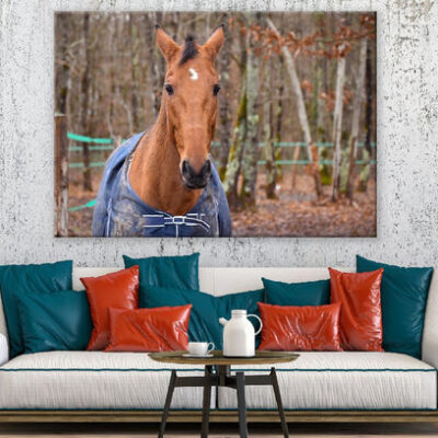 Sorrel Horse Closeup Photograph Print 100% Australian Made
