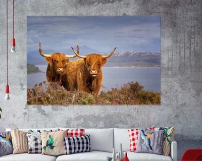 Highland Cow Print 100% Australian Made