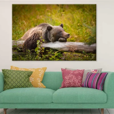 Grizzly Bear in Banff Park Canada Photograph Print 100% Australian Made