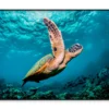 Graceful Swimming Sea Turtle Home Decor Premium Quality Poster Print Choose Your Sizes - Image 3