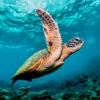 Graceful Swimming Sea Turtle Home Decor Premium Quality Poster Print Choose Your Sizes - Image 4