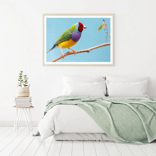 Colorful Bird Closeup Photograph Home Decor Premium Quality Poster Print Choose Your Sizes
